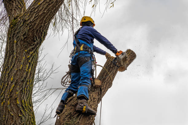 Best Best Tree Removal Services  in Farmersville, TX